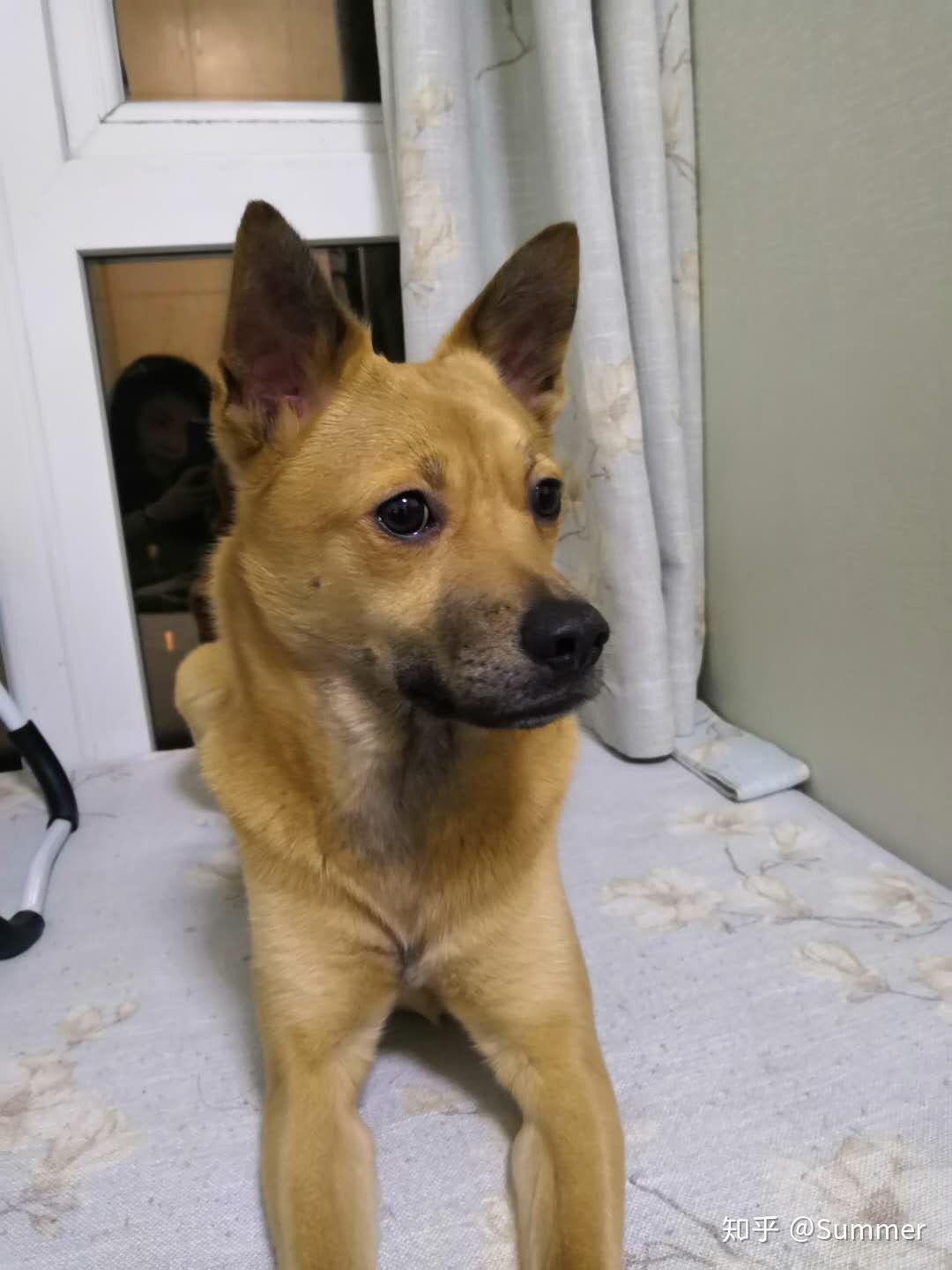 中华田园犬（土狗）有哪些优点是宠物狗不能比的？ - 知乎