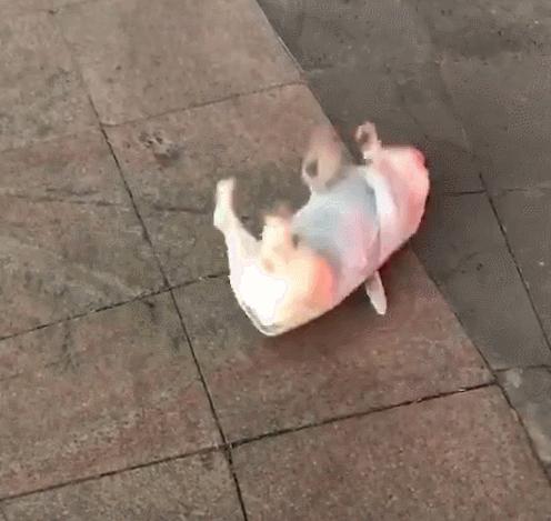 狗狗为什么喜欢在地上打滚?不是在玩耍,而是在给你信号! - 知乎