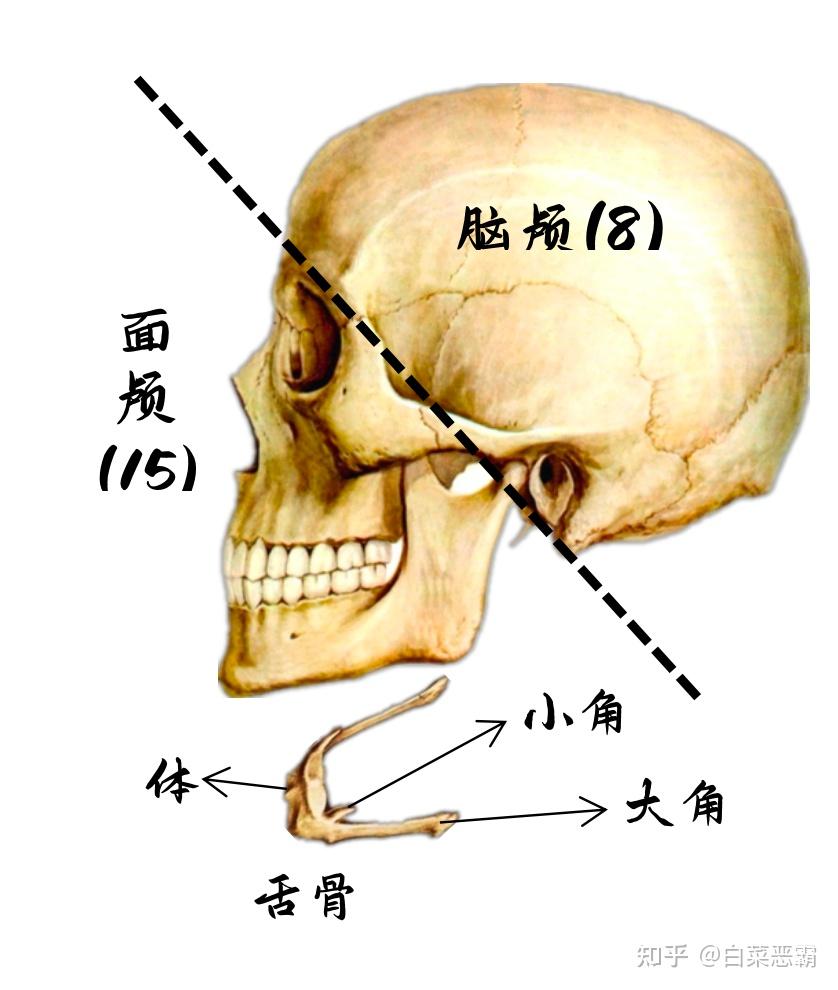 系统解剖学03_颅骨_下颌骨&颅的整面观 - 知乎