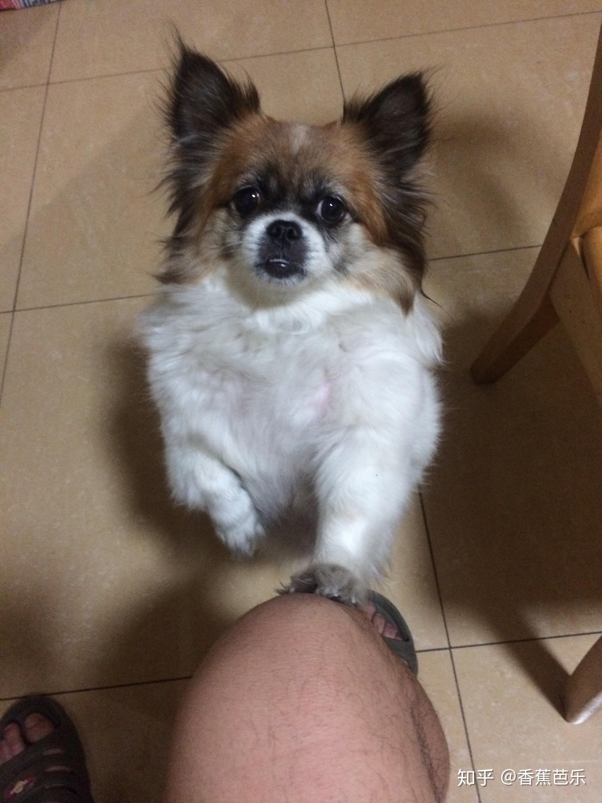 蝴蝶犬串串怎么样?