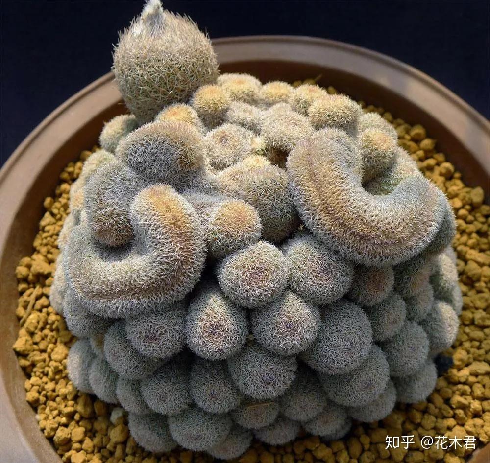 多肉植物的冠、锦、缀化、群生、老桩、多头等分别指什么? - 知乎