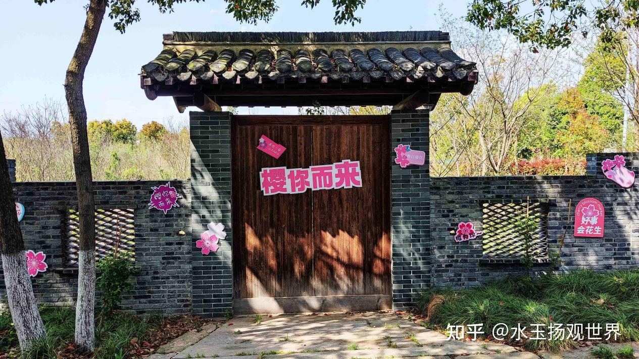 晚樱的种植与管理方法