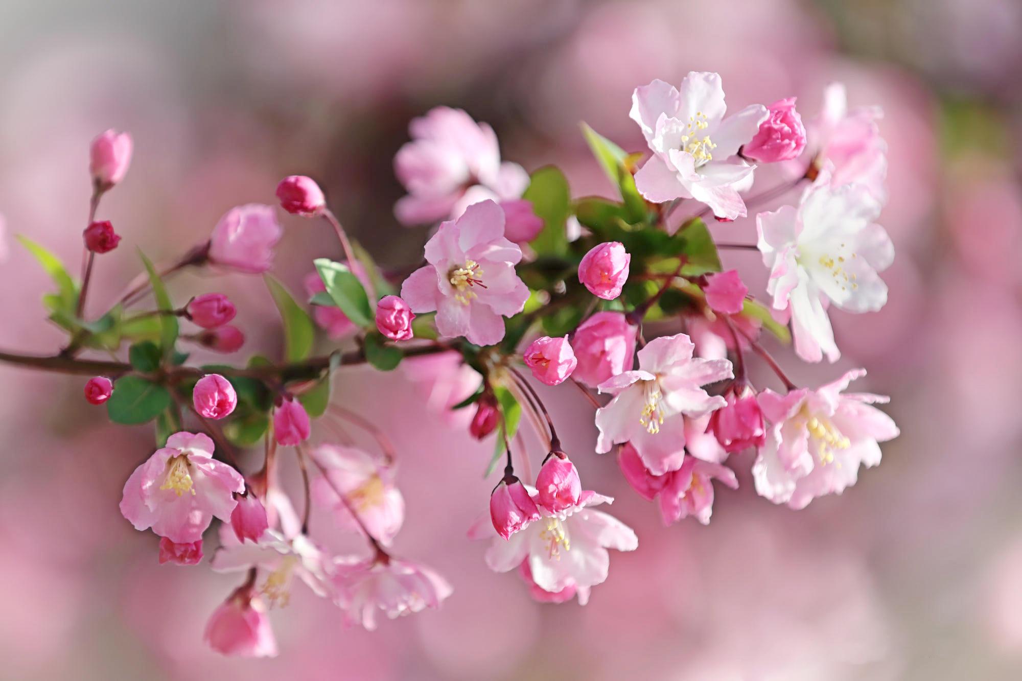 有什么樱花粉色系好看的壁纸