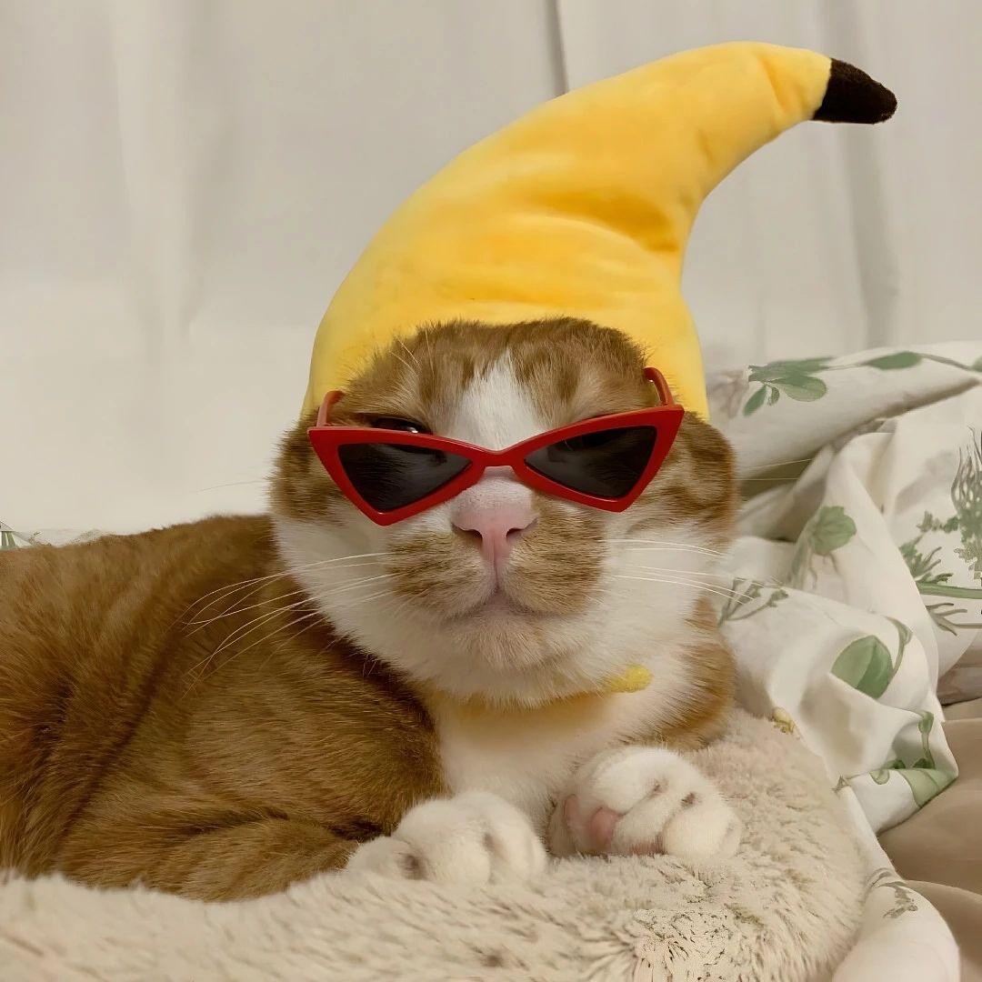 有哪些严肃点的猫咪头像值得分享?