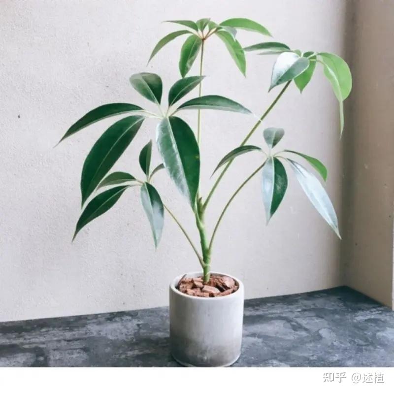 植遇(大叶伞篇) - 知乎