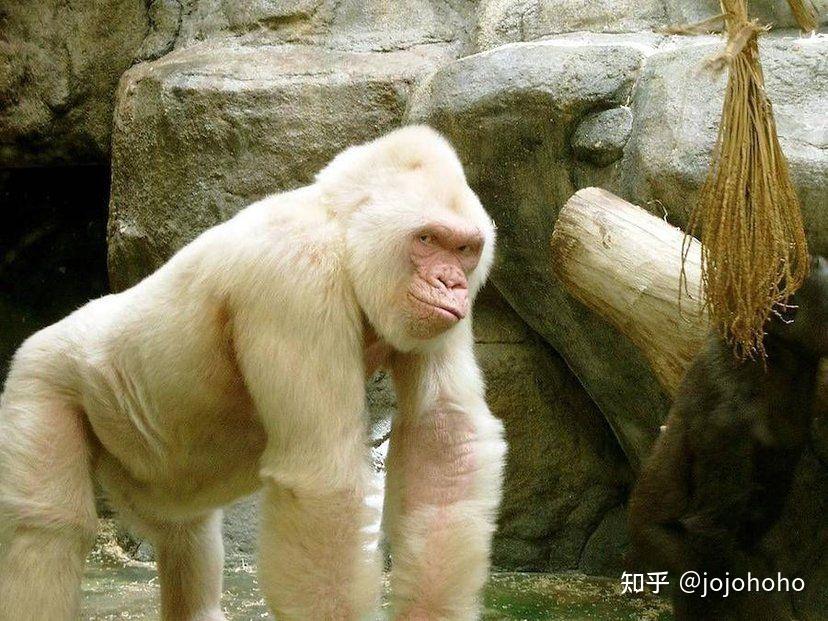 白人为啥普遍比中国人丑