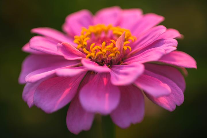 微观异世界！国产七工匠60mm F2.8 II微距镜头上手体验- 知乎