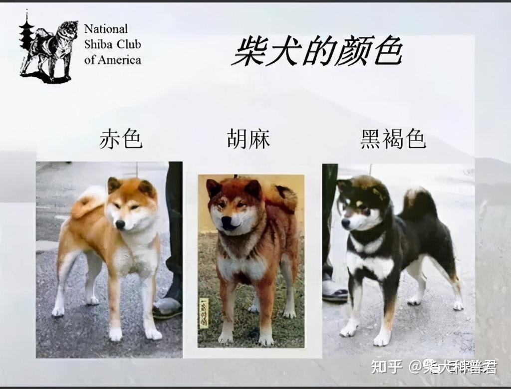 柴犬买什么颜色好？价格有什么区别？ - 知乎