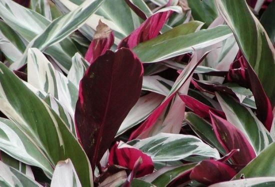 红色竹芋到底有没有毒?我应该把它放在哪里? - 知乎