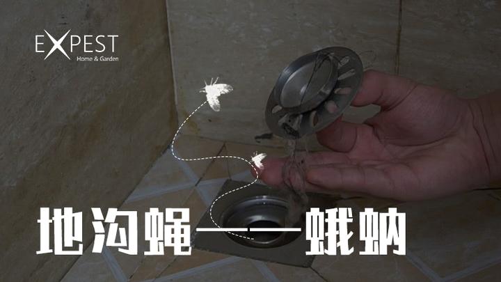 地沟蝇——蛾蚋