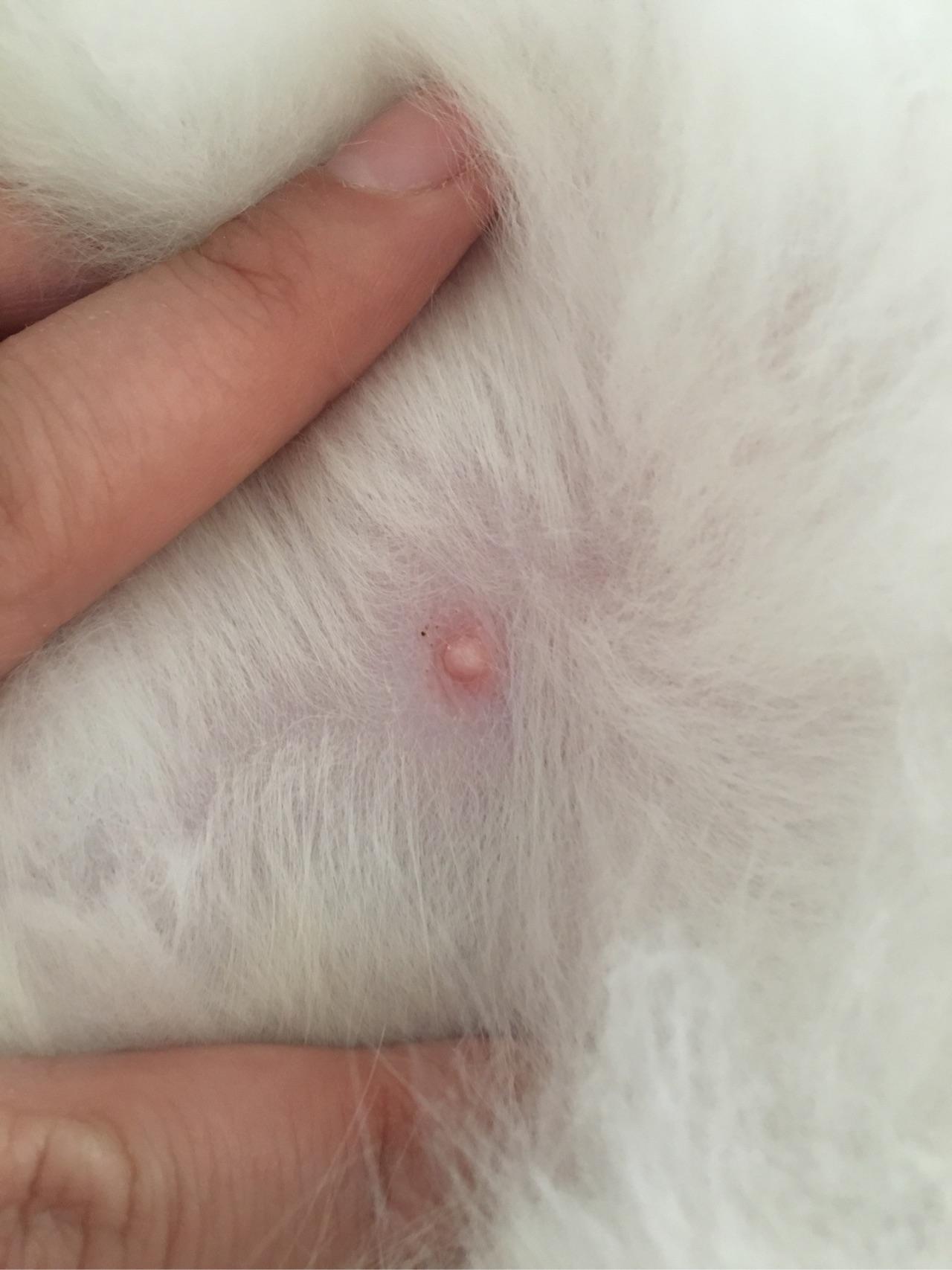 如何判断母猫是否怀孕