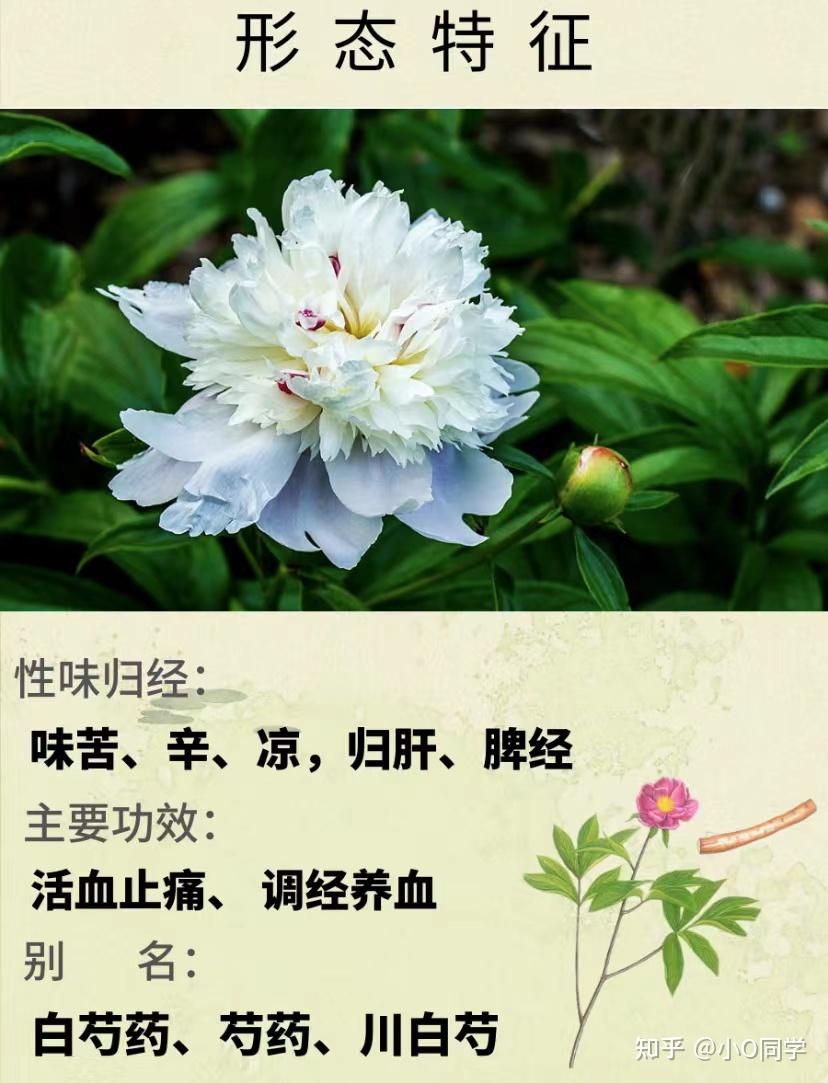 白芍性味归经图片