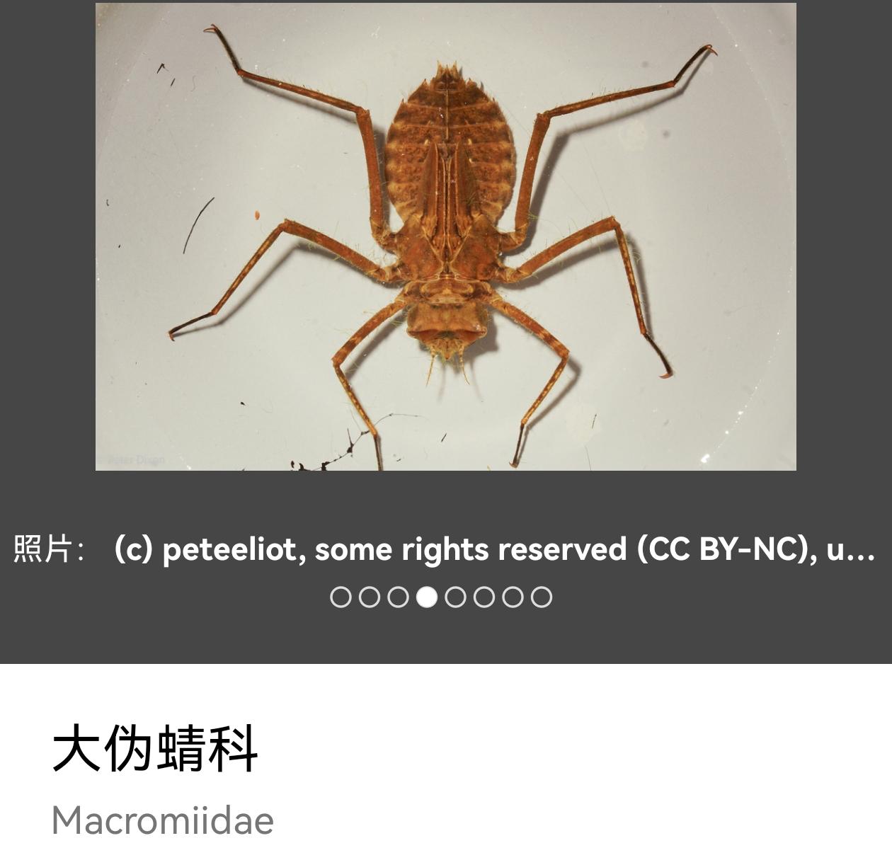 这种在水中的虫子是什么?