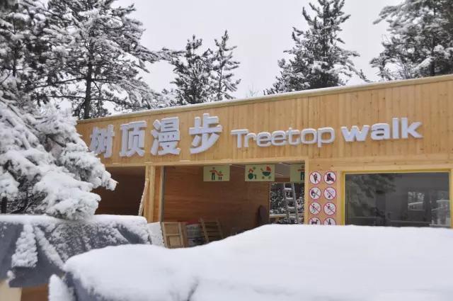 据说雪后的树顶漫步是这样的! - 知乎