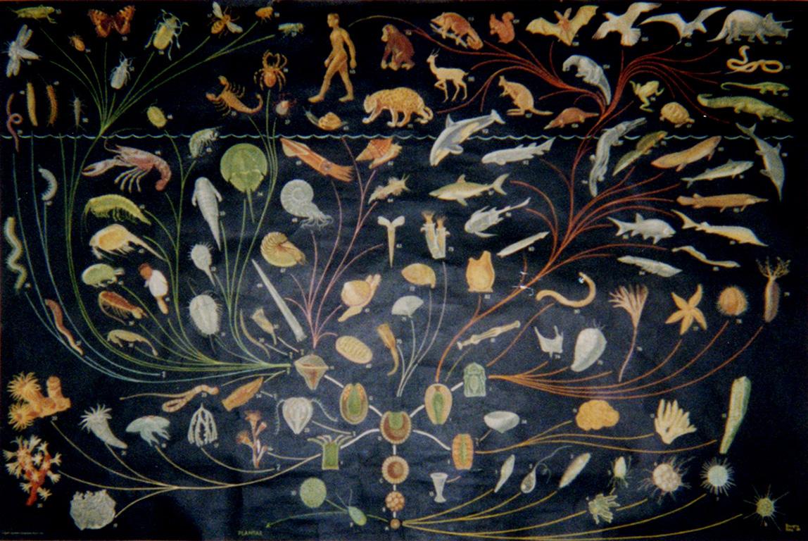 请问哪里能够弄到高清大图的生命进化图