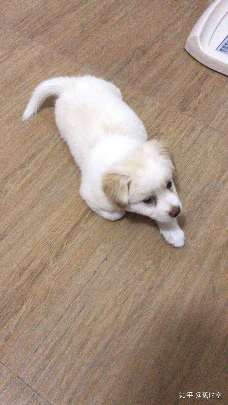 请问这是只土狗还是串串呀?(是什么的串?)长大以后能有多少斤? - 知乎