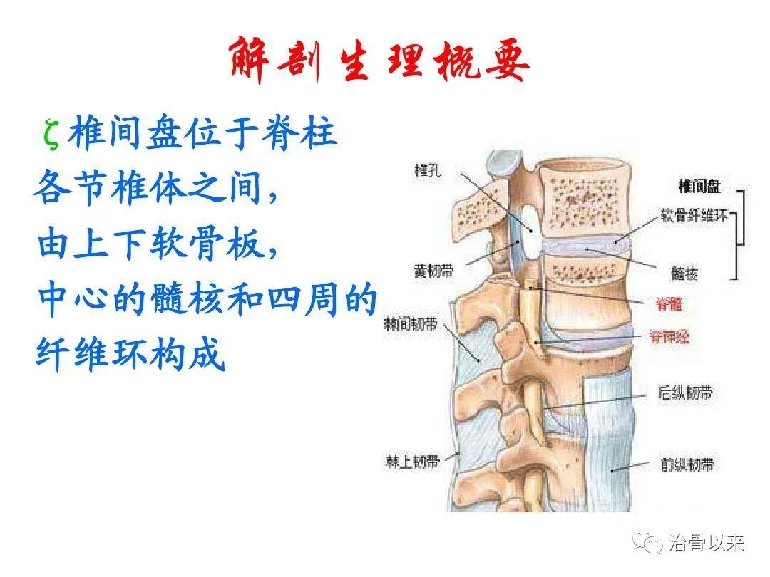 腰上三角边界解剖图图片