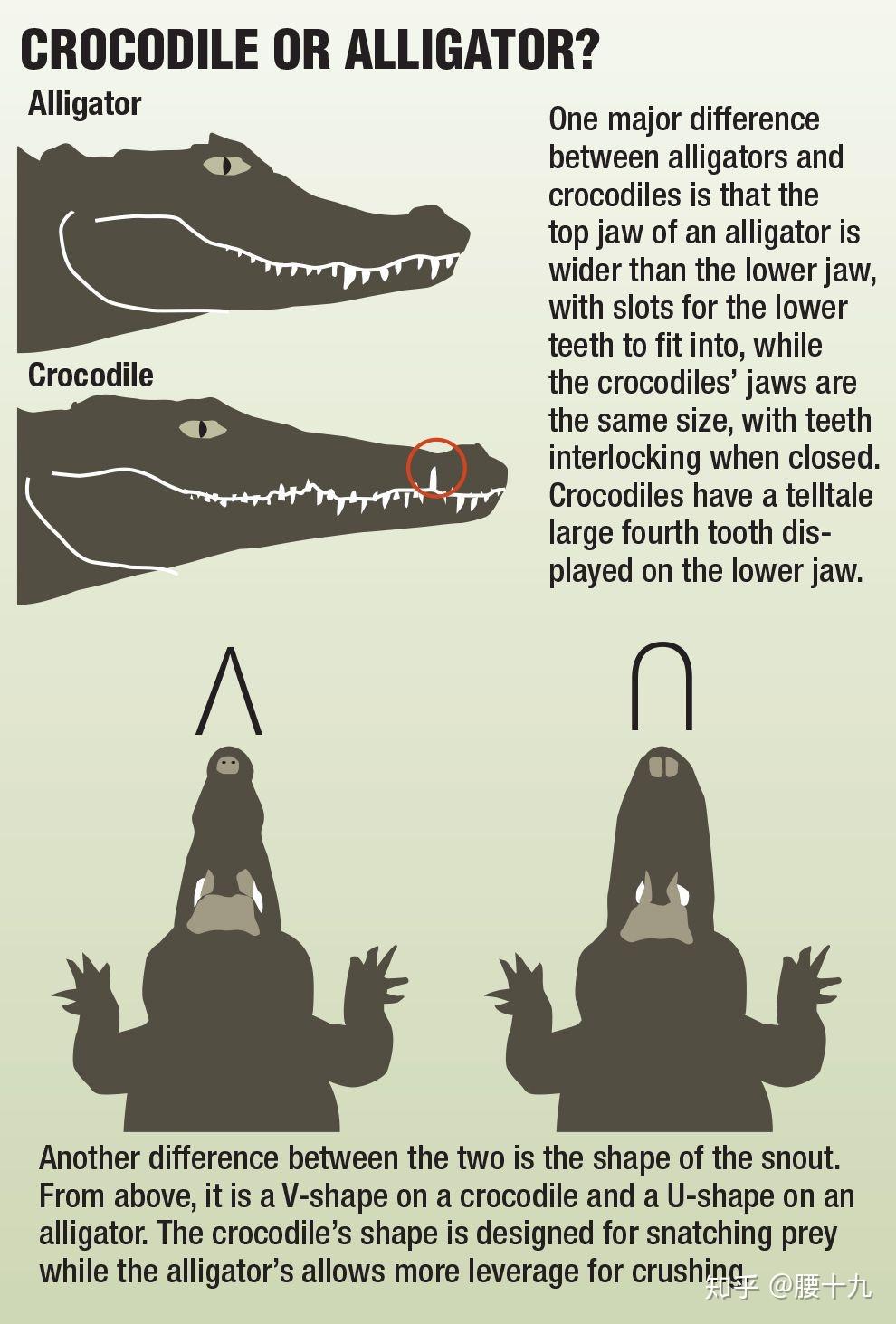 crocodile区别图片