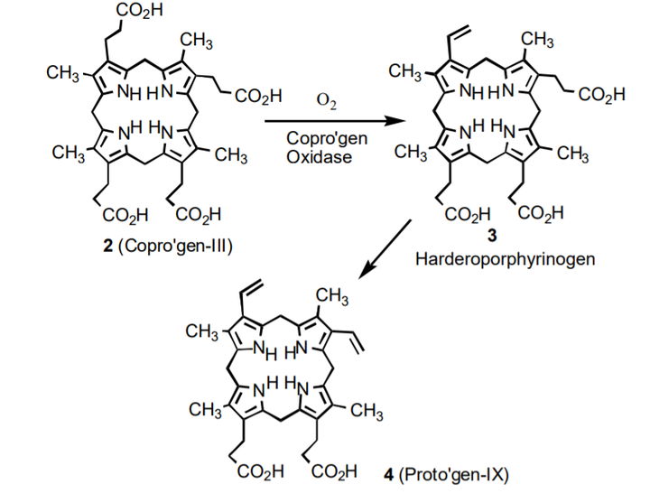 铁卟啉合成图片