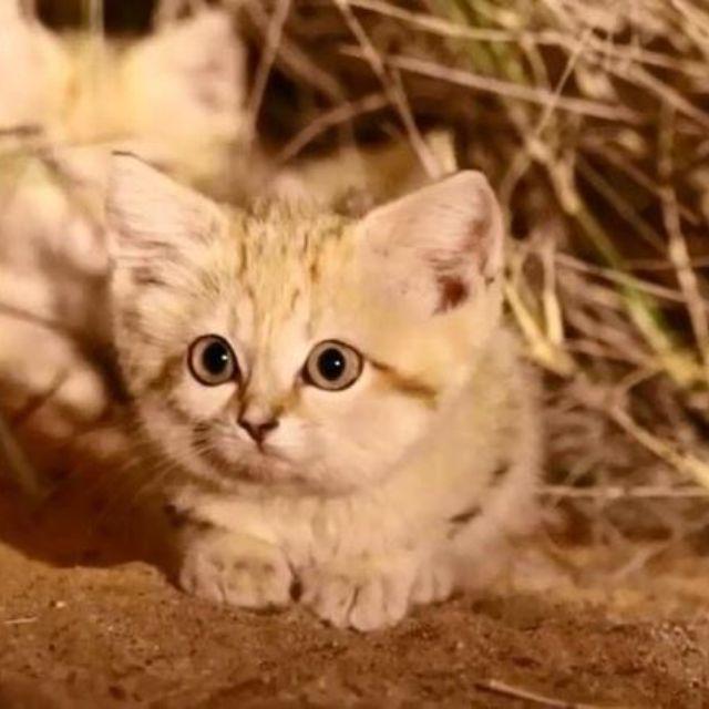 日本为什么会流行起来枯山水，毕竟这风格很容易招流浪猫过来上厕所？
