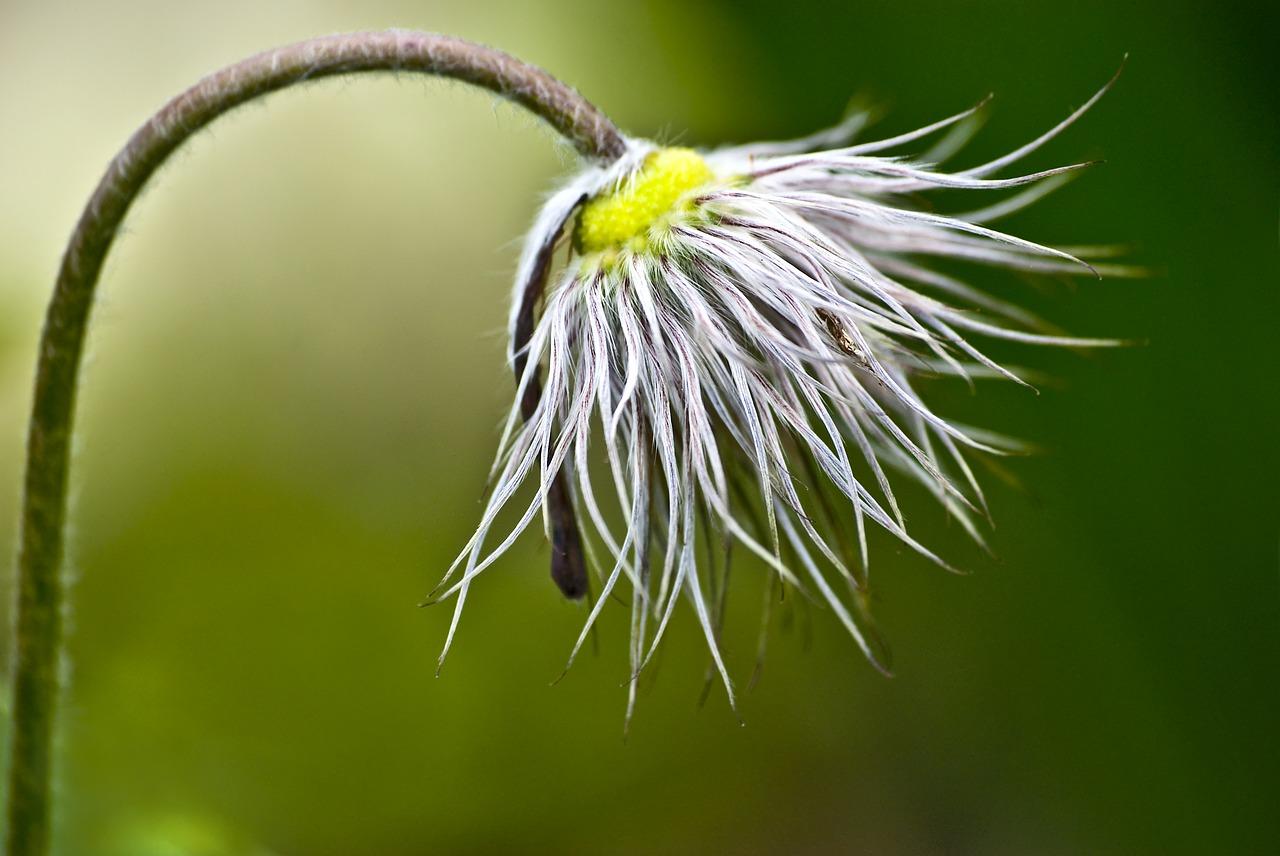 1. 瞿麦品种大全
