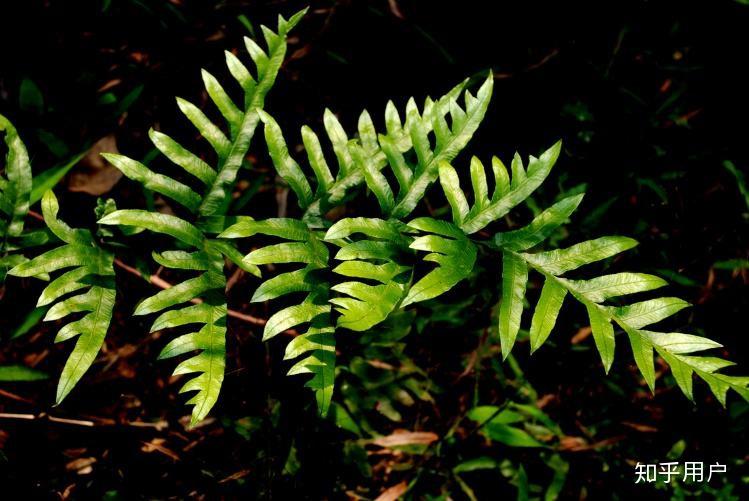 像是普通叶片拦腰剪断的植物(特别是《地理中国》里面说的半截藤)吗?