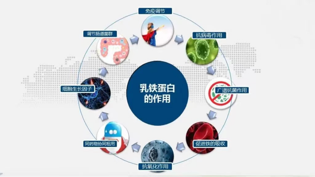 婴儿奶粉中的乳铁蛋白起什么作用或者说参与什么反应