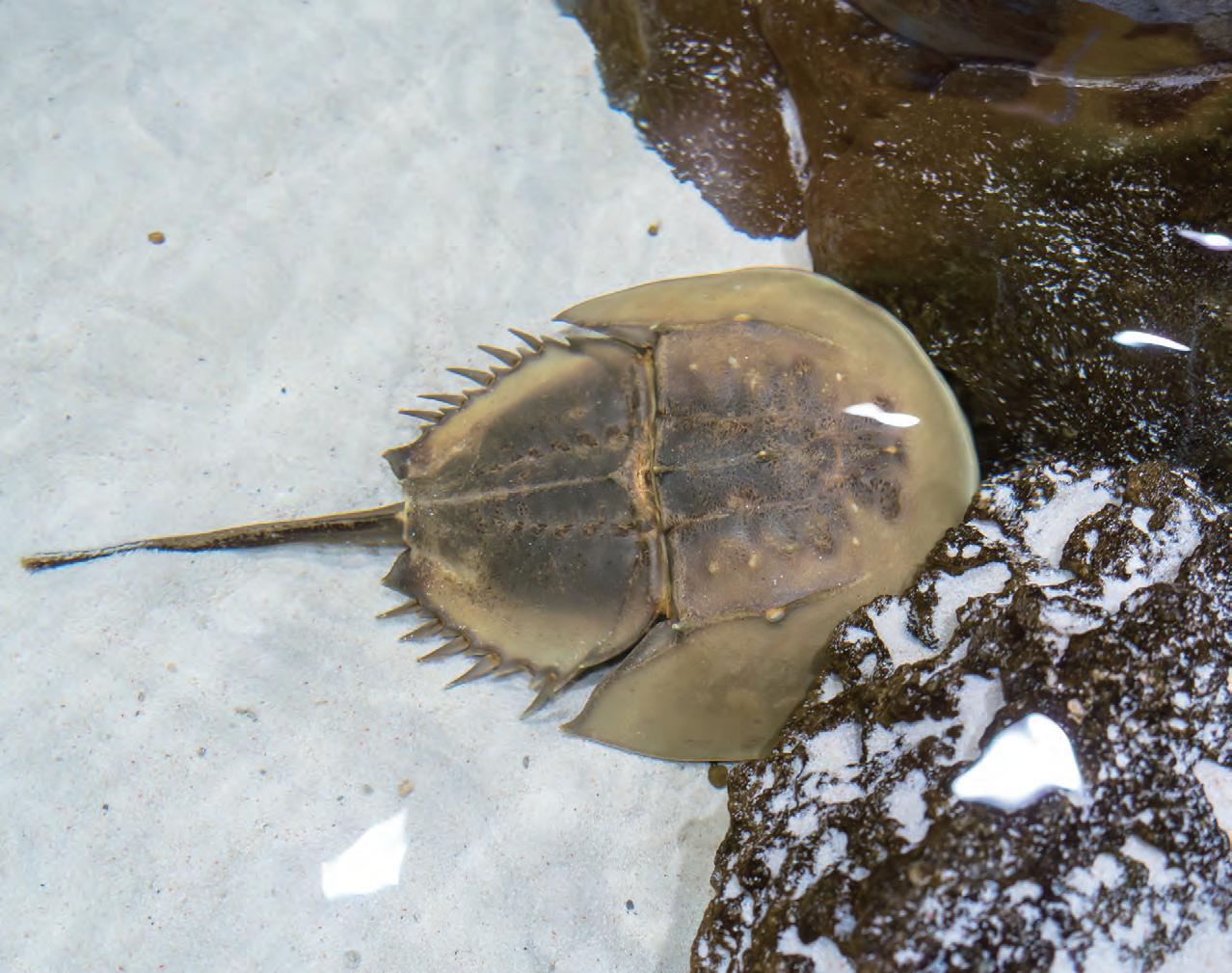 请问能否用鲎的血液与新冠病毒进行拔河比赛,如果鲎血拔赢了,形成"