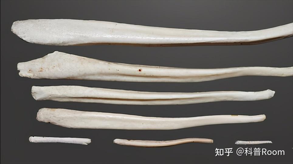 阴茎骨是什么？为什么人类没有？神秘知识揭秘 - 知乎