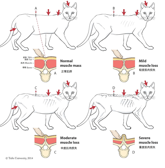 怎么把猫咪的肥肉变成肌肉? - 知乎