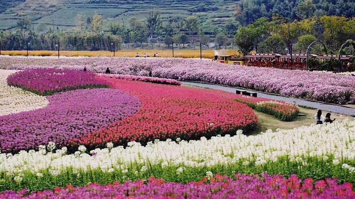 夏夜之花 醉蝶花的世界 知乎