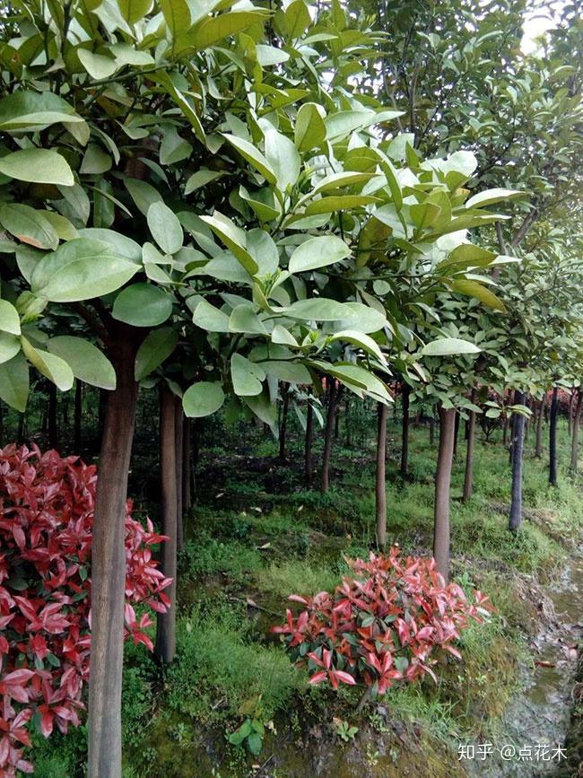 香泡树怎么种植?香泡树管理和种植方法 - 知乎