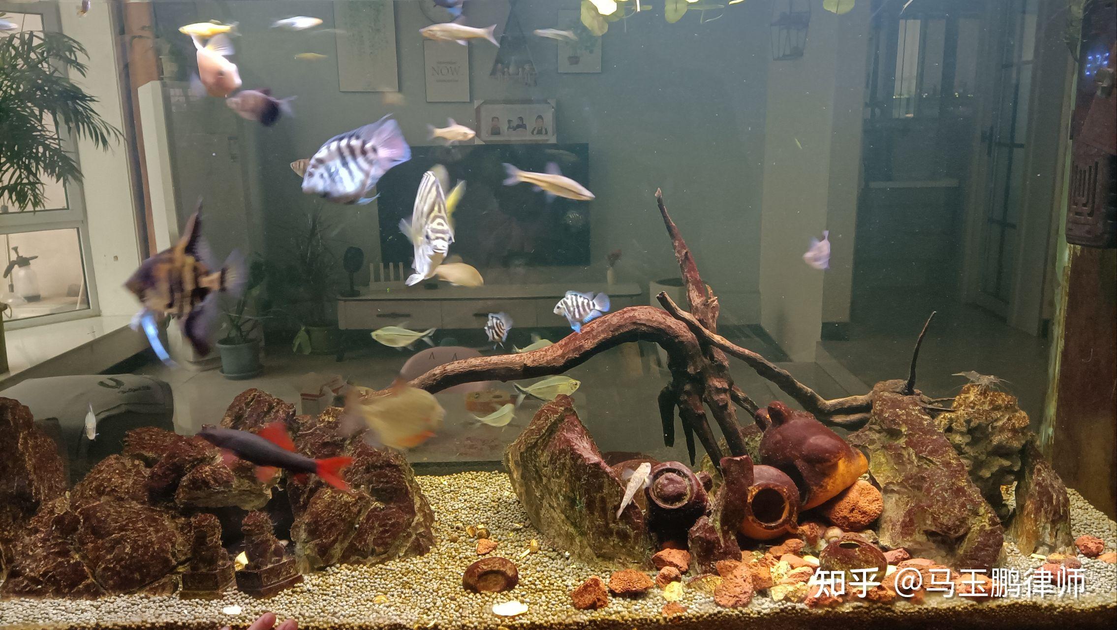 请问一下鱼缸这个黄褐色的斑是啥