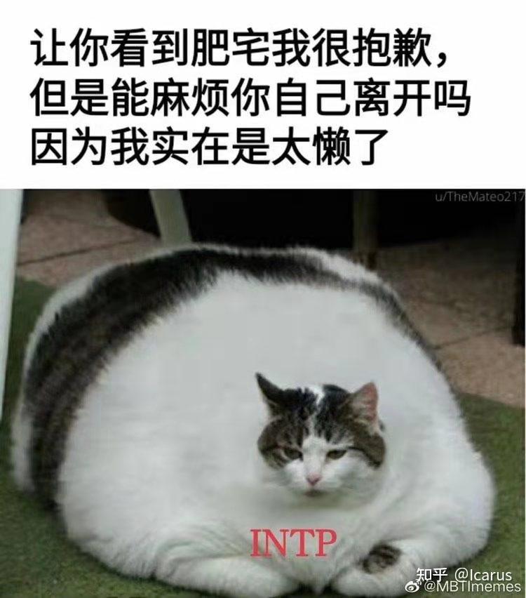 为什么大家都在说intp是猫？ - 知乎