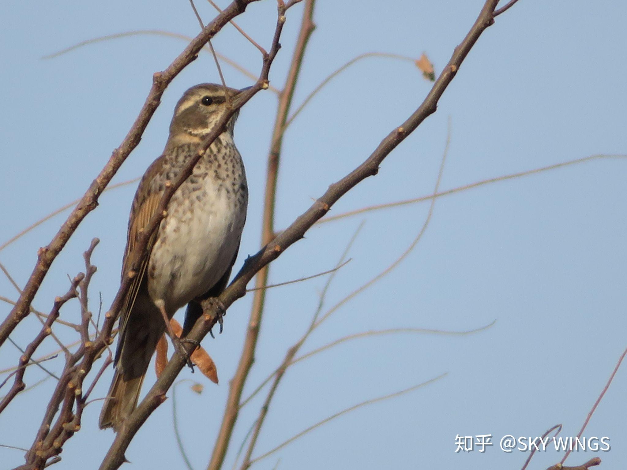 有人知道这只北方的鸟叫什么吗
