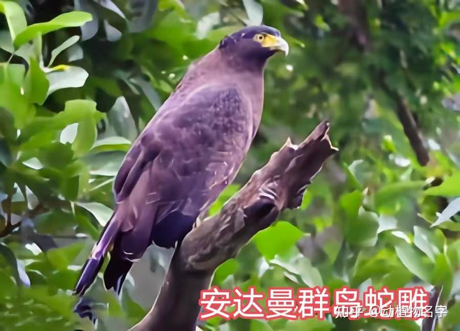 85图带您了解鹰科的鸟类,它们是苍穹之上的猛禽王者 - 知乎