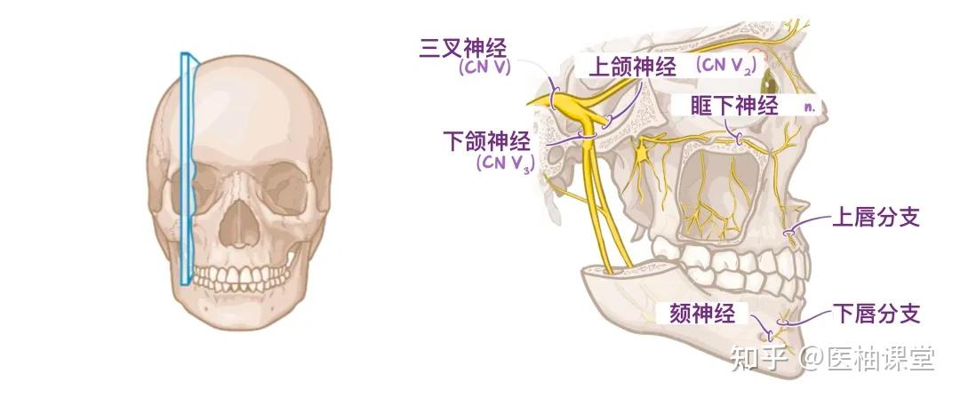 人体解剖学基础:口腔 - 知乎