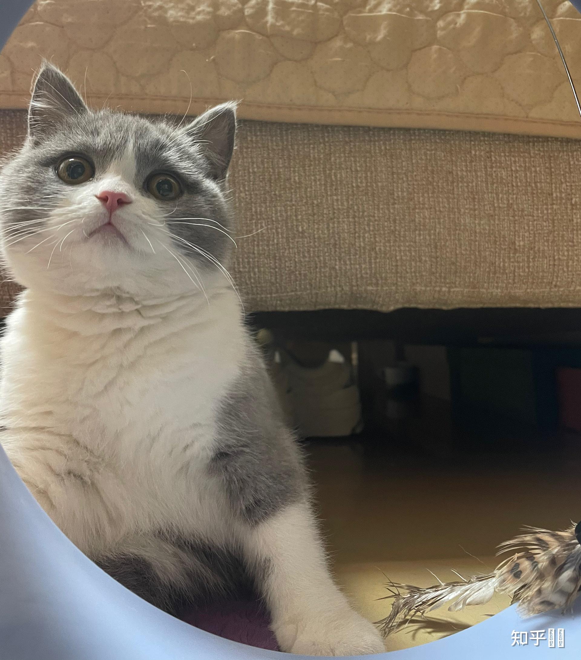 英短蓝白,2500贵吗?猫舍说3个月大,怎么鉴别年龄呢?