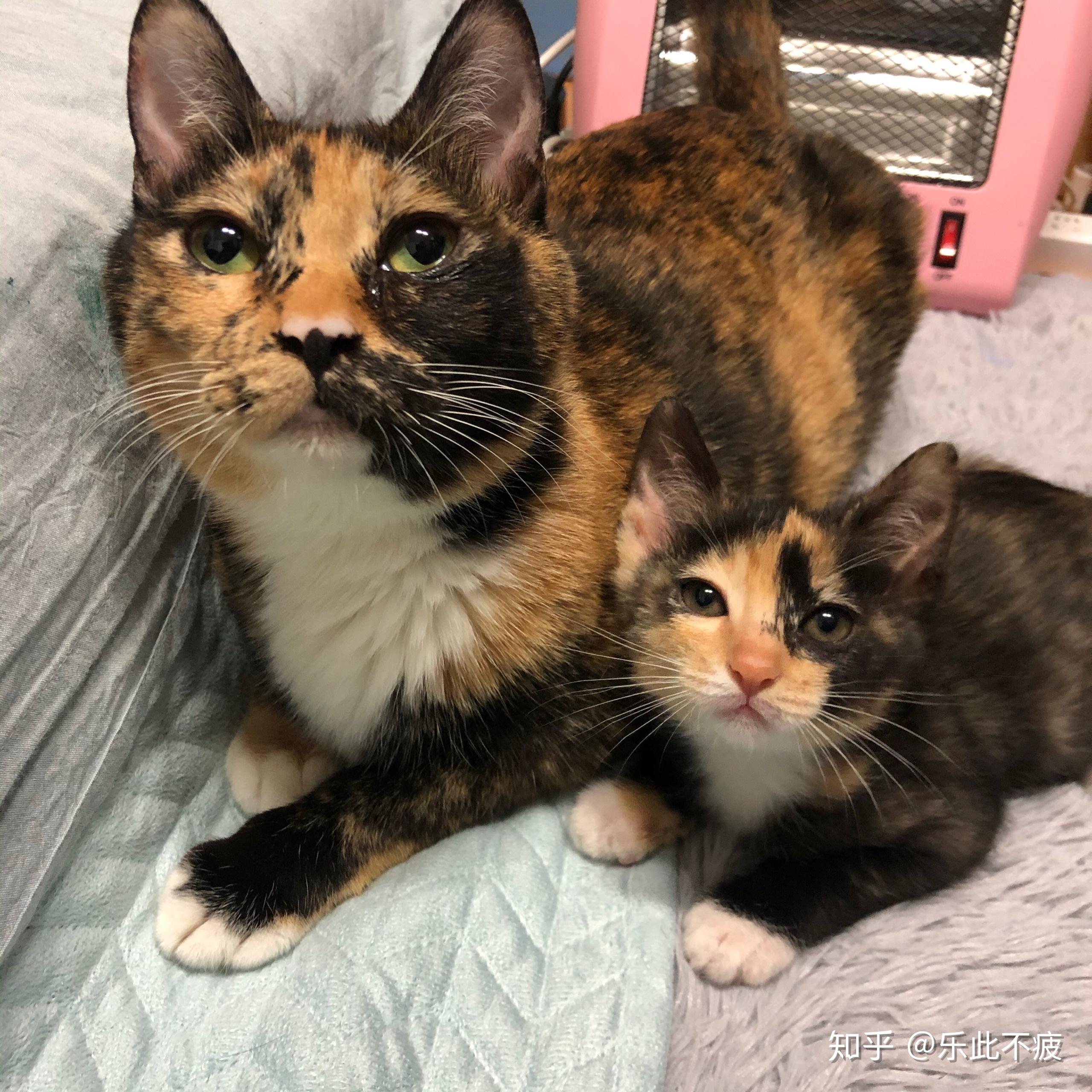 猫爸爸看着自己的孩子是什么想法