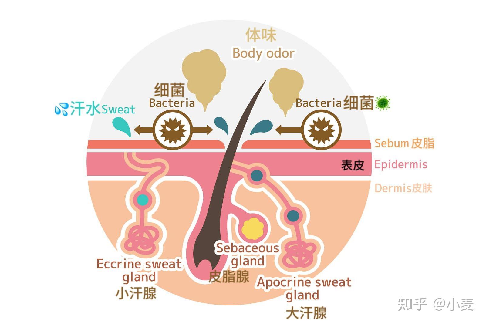 查过狐臭不会传染,但是穿了有狐臭的人的衣服却有狐臭,好绝望啊,怎么