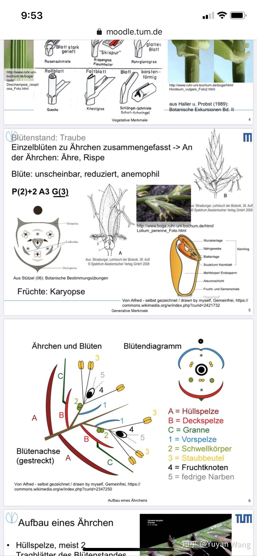 小麦花是双性花还是单性花它的结构是怎样的花程式怎么写