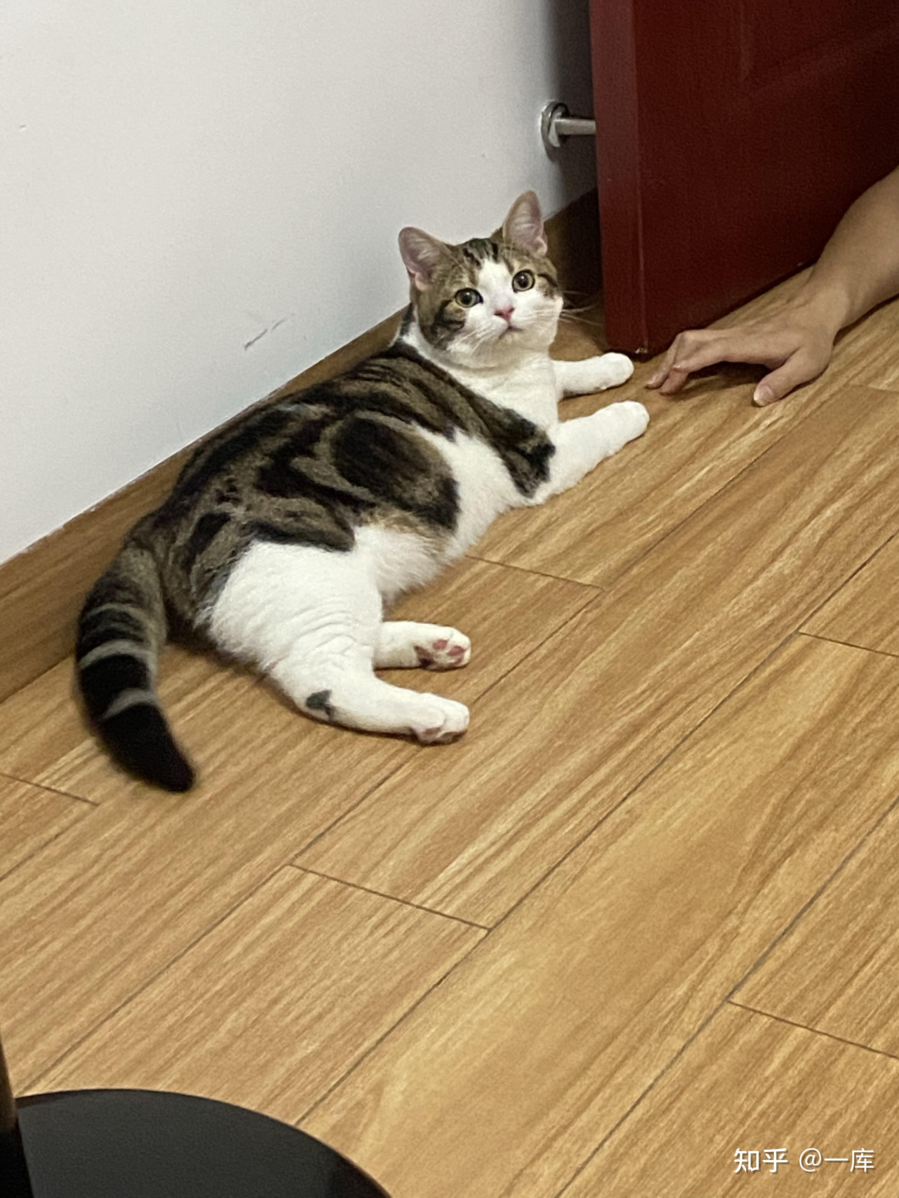 请问下这只美短棕虎斑加白如何?