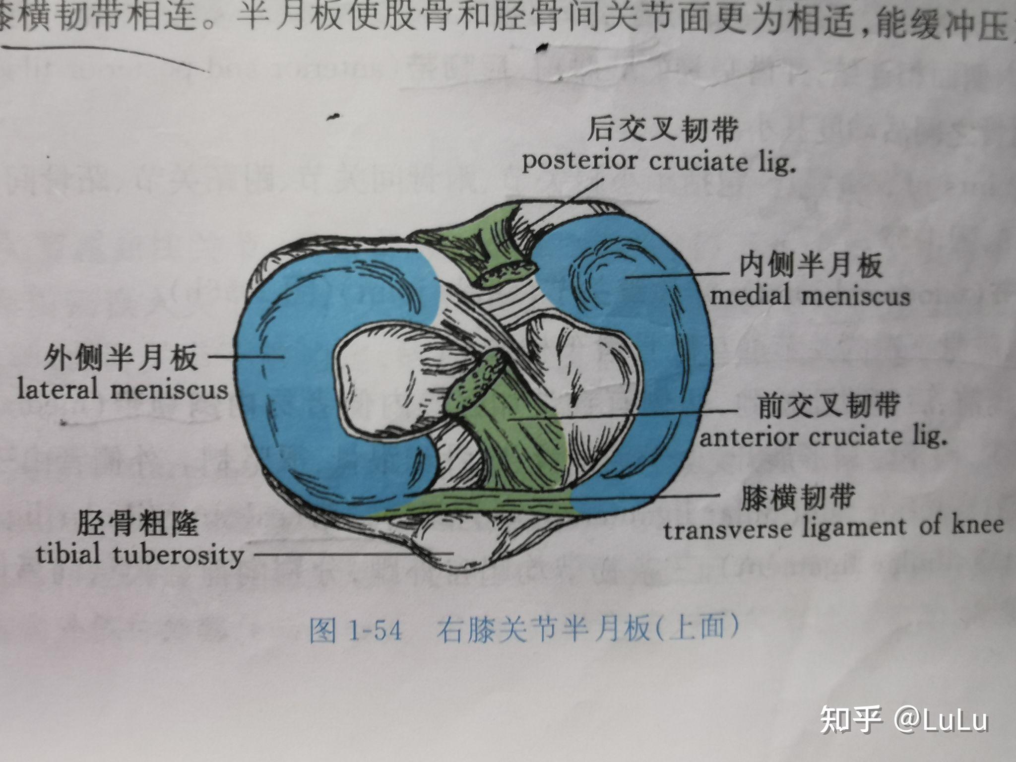 半月板 是关节盘吗?