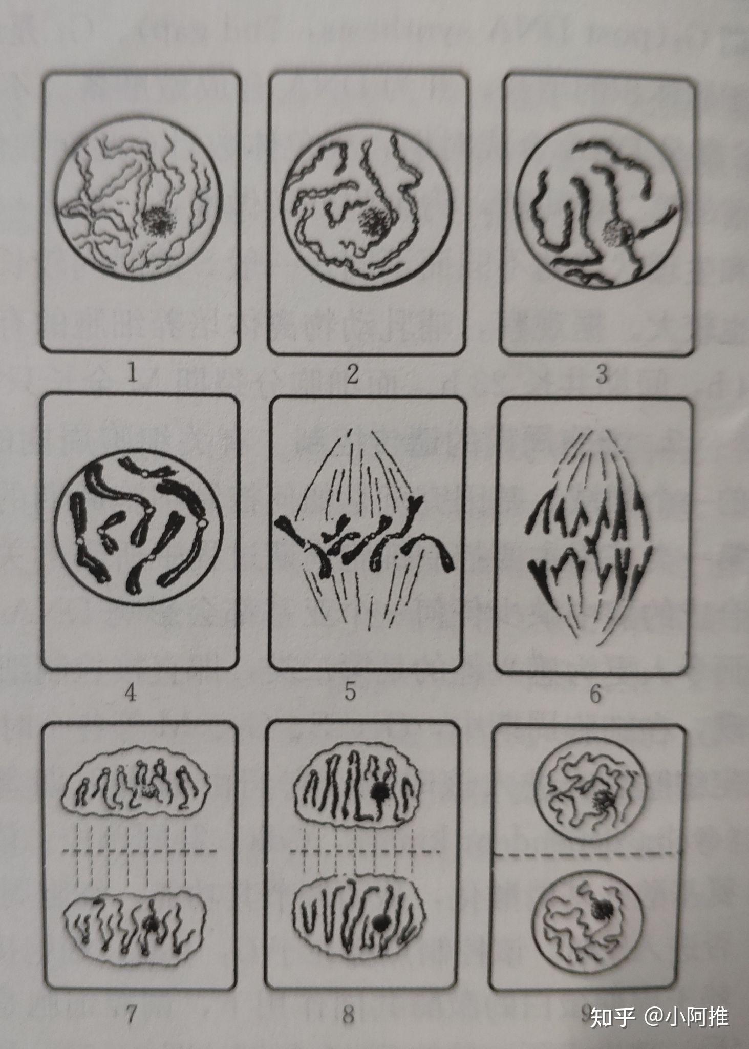 染色体染色单体染色质子染色体姐妹染色单体有什么区别可以用图像解释