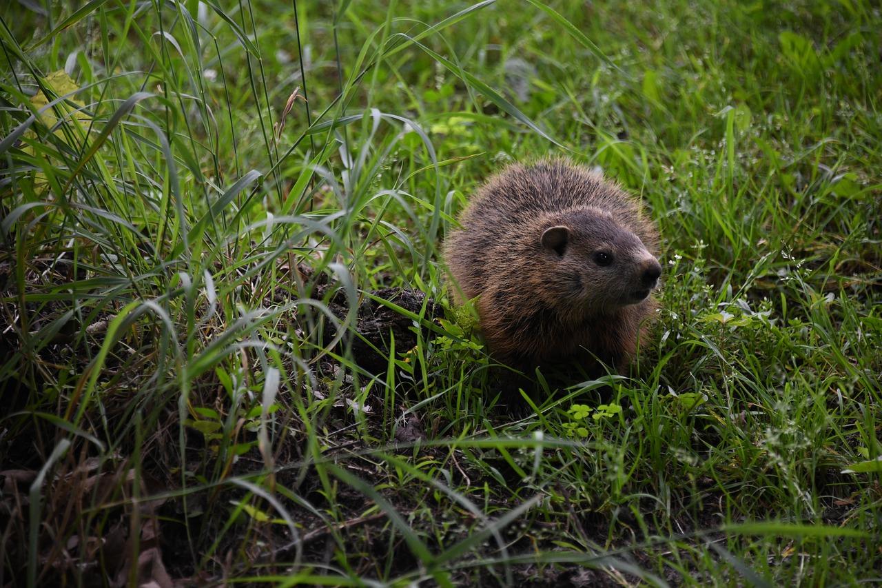 2. 北美土拨鼠