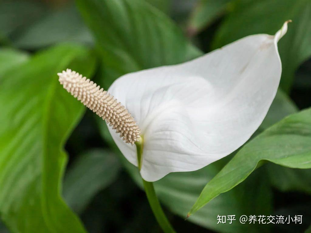 tineke rubber tree Ficus Tineke | Plants and Houseplants for Delivery main image 1