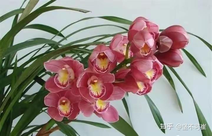 兰花开时? - 知乎