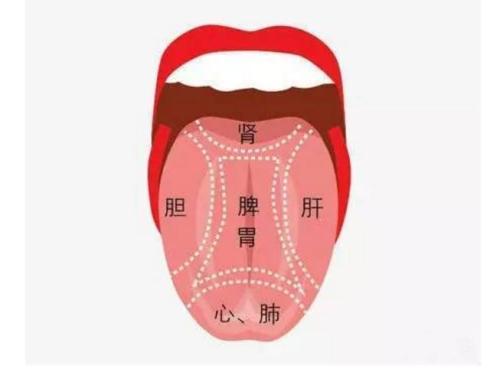 舌诊快速入门，舌应五脏是个啥？ - 知乎