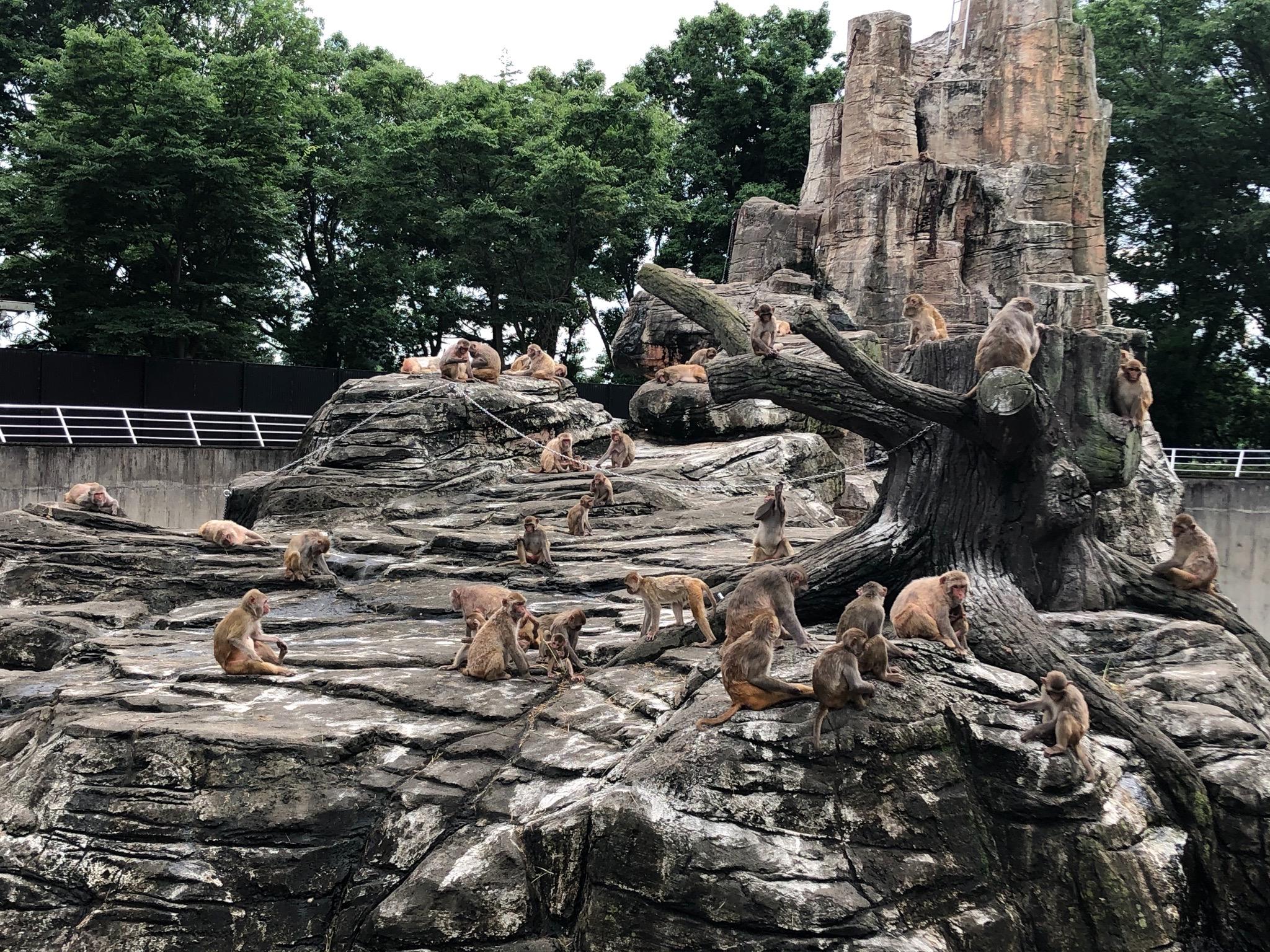 国内动物园的猕猴住猴山,灵感源于哪里? - 知乎