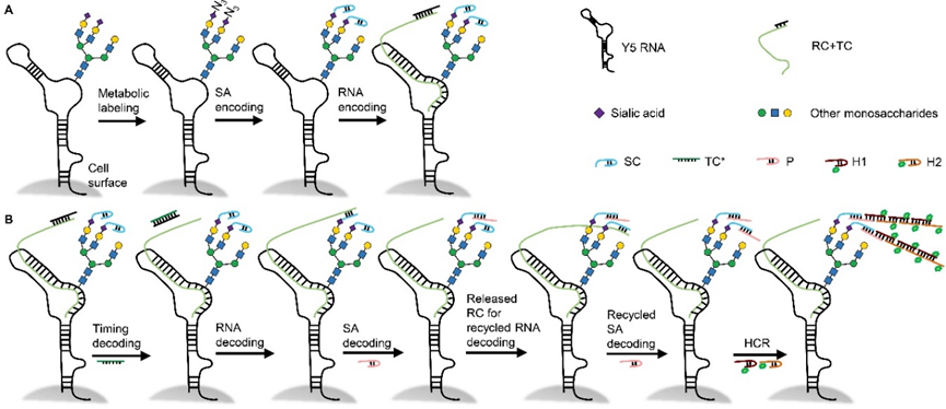 南京大学鞠熀先、陈云龙课题组J. Am. Chem. Soc.:细胞表面特定RNA上的唾液酸化成像及糖基化位点探索 - 知乎